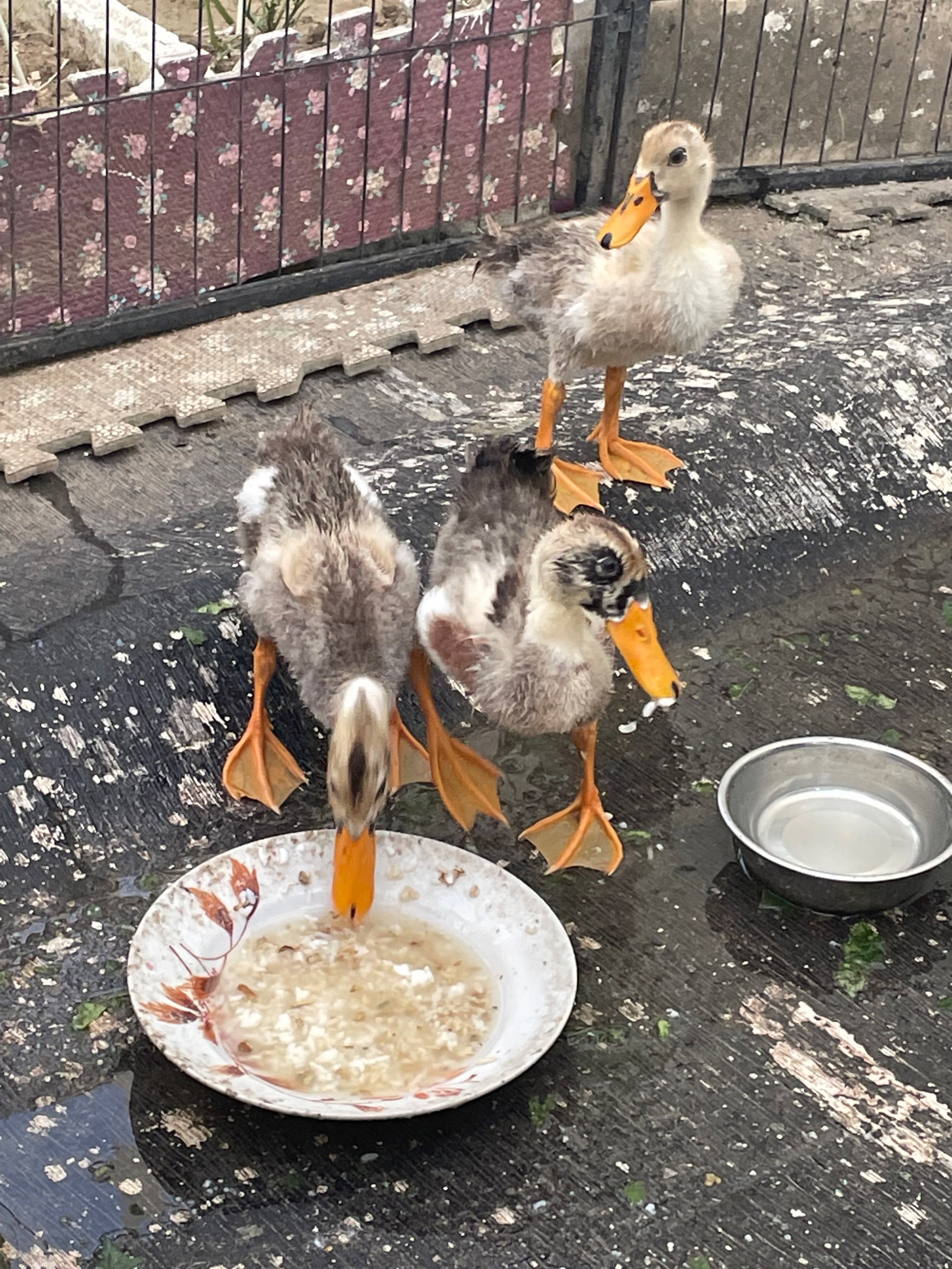 小鸭子吃饭啦