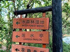 -上海共青森林公园