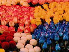 -越秀西湖花市(广州城市广场花卉店)
