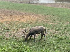 -北京麋鹿生态实验中心