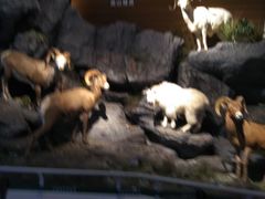 -贝林大翅鲸简餐厅(国家海洋博物馆店)