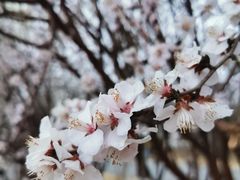 -桃花堤公园
