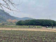 -八卦田遗址公园