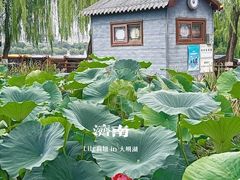 -济南大明湖景区