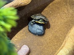 -泰康之家·锦绣府