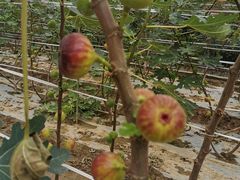 -武汉世外桃源农庄