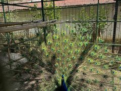 -瑞丽独树成林风景区