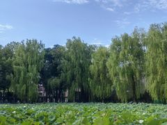 -四川大学(望江校区)