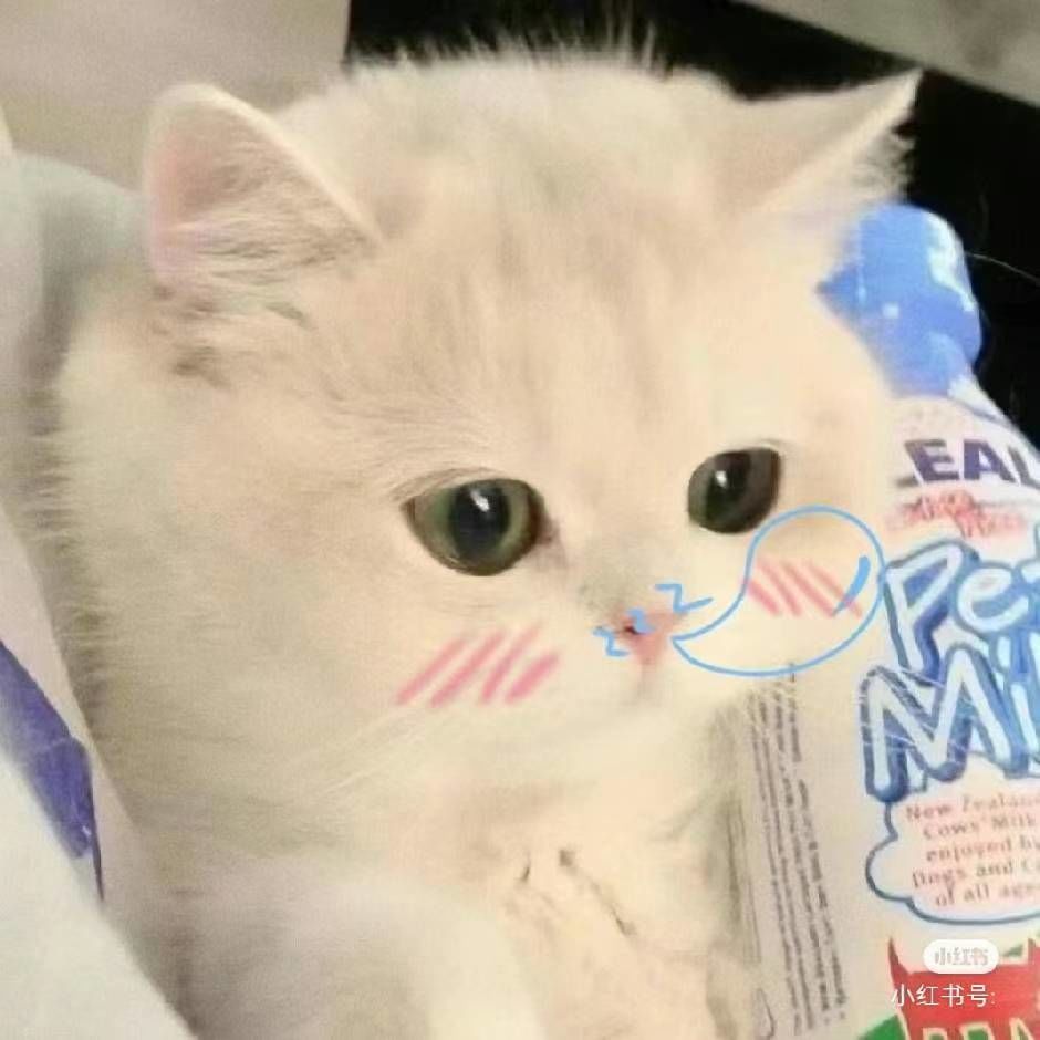 猫猫头
