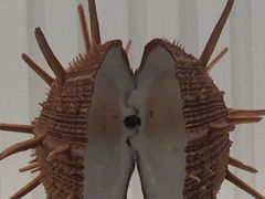 -青岛贝壳博物馆