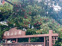 -清真白建强牛肉面(金雁花园店)