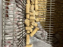 -酷以爬仙阁实体爬宠店·守宫·蜥蜴·专业繁育