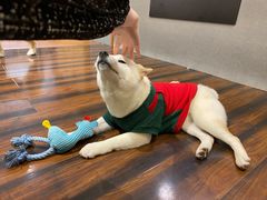 -豆柴町-柴犬主题狗咖(红鼎国际C座店)