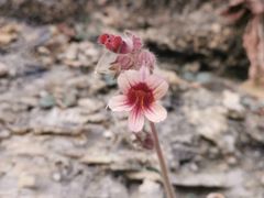 -蟠龙山长城景区