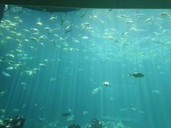 -海棠湾洲际-涛·海底餐厅·美人鱼·自助餐·海底隧道