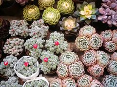 -秦美花卉(天朗·莱茵小城2期店)