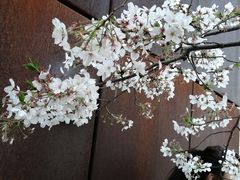 -龙美术馆(西岸馆)
