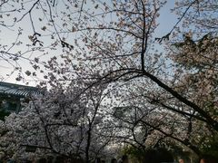 -武汉大学-樱园