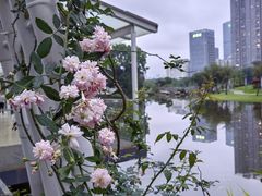 -香蜜公园