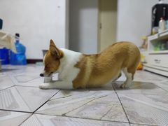 -宠福鑫康馨动物医院·骨科·眼科