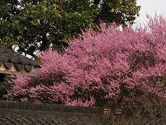 -杭州植物园
