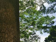-番禺大夫山森林公园