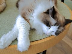 -CAT’S MEWSTAR CAFE·喵星球猫屋(晴湾咖啡店)