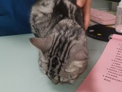 -宠福鑫康馨动物医院·骨科·眼科