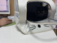 -瑞派长江宠物医院·猫科·外科·24小时夜护(谊城公寓分院)