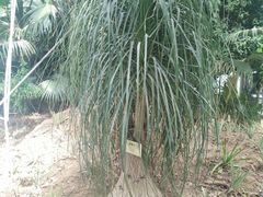 -呀路古热带植物园