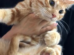 -安安宠医·安宠宠物医院