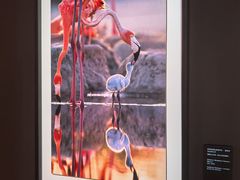 -罗红摄影艺术馆