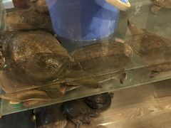-鳖皇甲鱼餐厅(平阳路店)