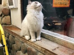-猫咪博物馆(顶澳仔猫街店)