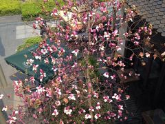 -证大大拇指广场(芳甸路店)