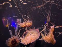 -成都浩海立方海洋公园