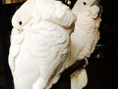 -Local泰莲庭(虹鳟鱼店)
