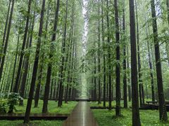 -黄海国家森林公园