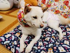 -柴迷FANS CLUB·柴犬狗咖·猫咖
