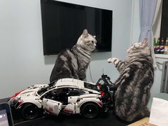 -纳吉亚猫专科动物诊疗中心(蒋宅口分院)