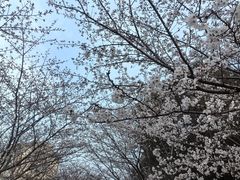 -高东镇樱花园