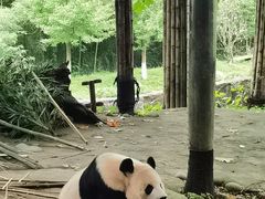 -都江堰中华大熊猫苑