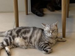 -平行世界·猫咖(首经贸店)