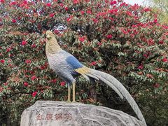 -贵州百里杜鹃风景名胜区