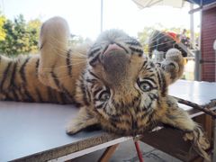 -西霞口神雕山野生动物世界