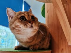 -李小姐の猫咖啡馆(五角场店)