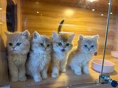 -猫十亿·布偶金渐层·曼基康矮脚猫舍(青年路店)