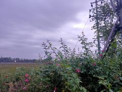 -乌村