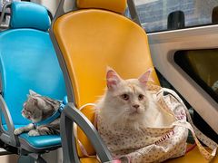 -帕帕拉兹宠物(亚洲旗舰店)