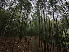-广州市石门国家森林公园